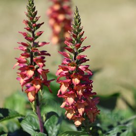 naparstnica hybrida "Rising Phoenix"