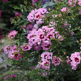 Trendy  Babylon Eyes DONICZKA