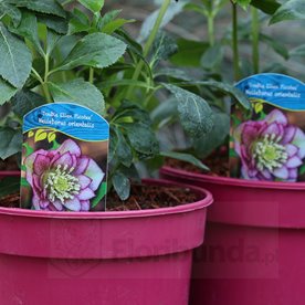 Ciemiernik "Double Ellen Picotee"