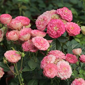 Acropolis  (Meicrado)