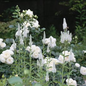 przetacznik kłosowy "Frist Lady"