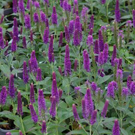 Przetacznik  Lancita "Purple"