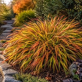 Hakonechloa smukła 'Mulled Wine'