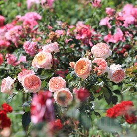 Sourire du Havre PIENNA