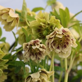 Ciemiernik "Double Ellen Yellow Spotted"