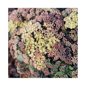 Rozchodnik  "Globe Yellow"