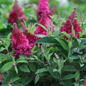 budleja "Butterfly Candy Little Ruby"