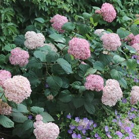 Hortensja krzewiasta Pink Anabelle