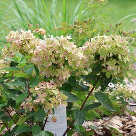 Hortensja bukietowa "Pastel Green"