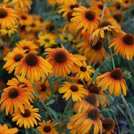 Jeżówka purpurowa 'Skipper Honey'