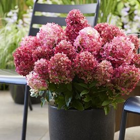 Hortensja LIVING "Little Rosy"