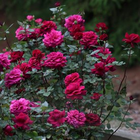 Bellevue (KORvuebell)