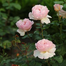 Princesse Charlene de Monaco