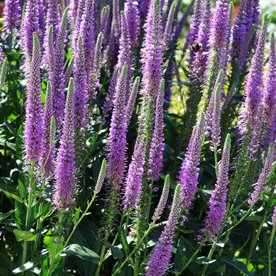 Przetacznik  Purpleicious