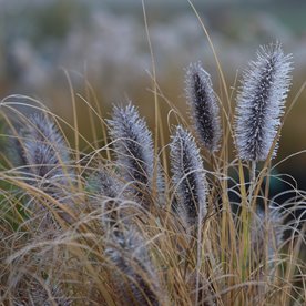 Rozplenica japońska Piórkówka 'Red Head'