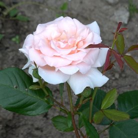 A whiter Sade of pale (DON)