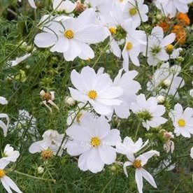 Kosmos "Casanova White"