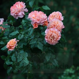 Augusta Luise PIENNA