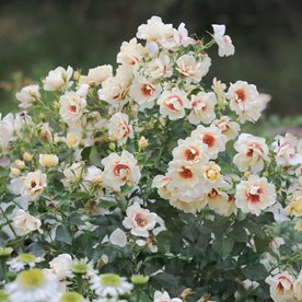 Glorius  Baylon Eyes