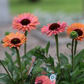 Jeżówka SUNSEEKERS 'Rainbow'