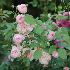 The Mill on the Floss (Austulliver)