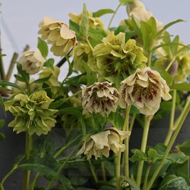 Ciemiernik "Double Ellen Yellow Spotted"