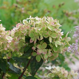 Hortensja bukietowa "Pastel Green"