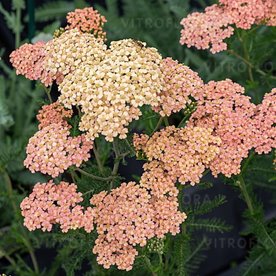 Krwawnik pospolity "Lachsschonheit"