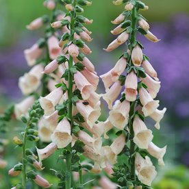naparstnica "Dalmatian Peach"