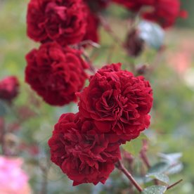 Isabel Renaissance (POUlisab)