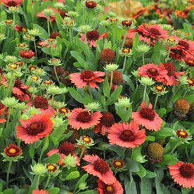 Gailardia SpinTop™ Red