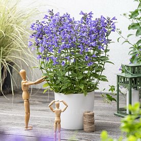 Kocimiętka  " Blue Planet"