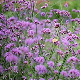 Werbena patagońska "Vanity"