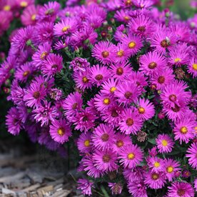 aster dumosus "Jenny"