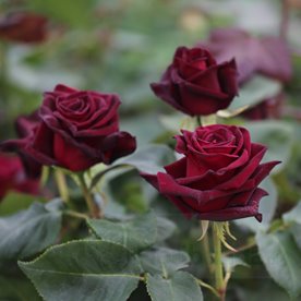 Black Baccara (Meidebenne)