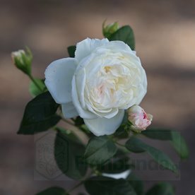 Camille Claudel DONICZKA