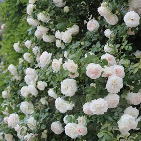 Palais Royal / White Eden Rose