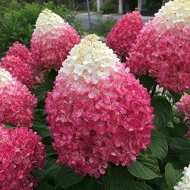 Hortensja bukietowa Gardenlights 'Redlight’
