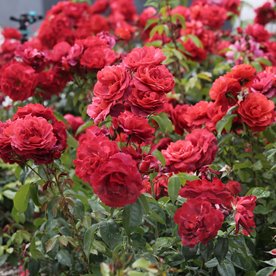 Hot Chocolate (Wekpaltlez)