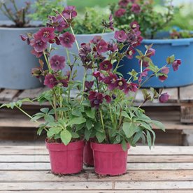 Ciemiernik orientalis "Pretty Ellen Red"