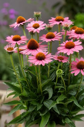 Jeżówka Sunseekers "PINK"