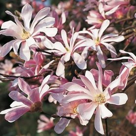 Magnolia  "Leonard Messel"