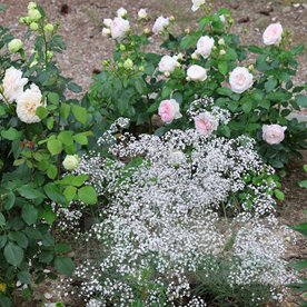 gipsówka 'Festival White Flare'