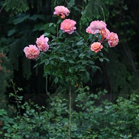 Augusta Luise PIENNA