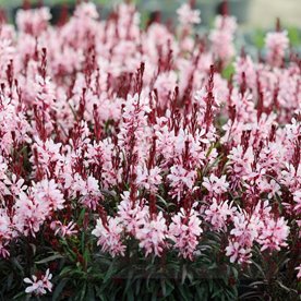 Gaura lindheimeri "GRACEFUL LIGHT PINK"